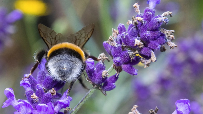Bumblebee collects pollen on a lavender plant, Pokrent, Germany